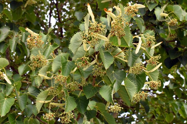 Henry's limoenblaadjes en fruit Tilia henryana