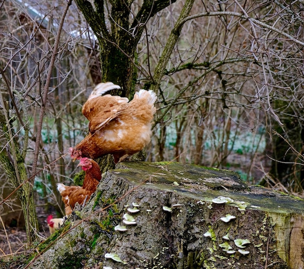 Foto galline contro gli alberi nella foresta