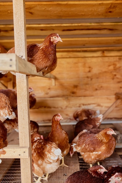 Hens are sitting in the henhouse at the eco poultry farm freerange chicken farm