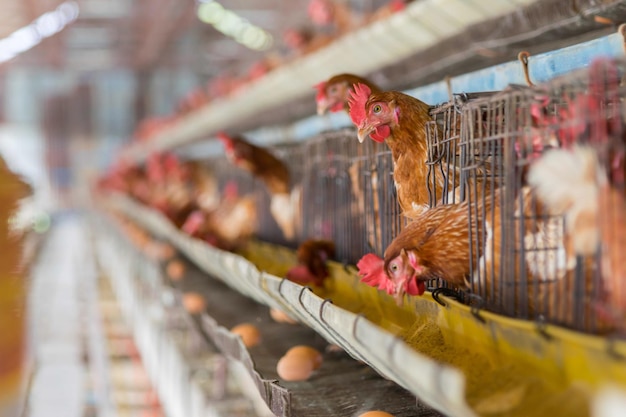 Photo hens in cage