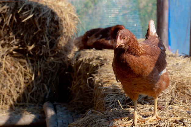 鶏小屋の雌鶏は散歩に出かけ、驚いて見守っていました。