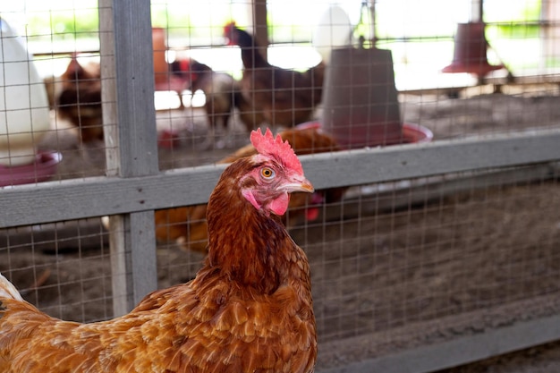 Hens in the chicken farm Organic poultry house