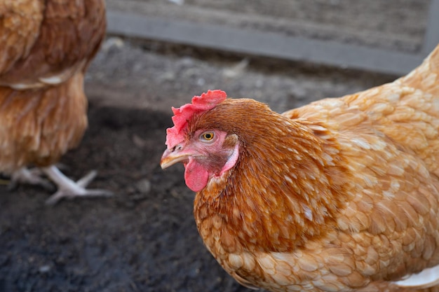 Hens in the chicken farm Organic poultry house