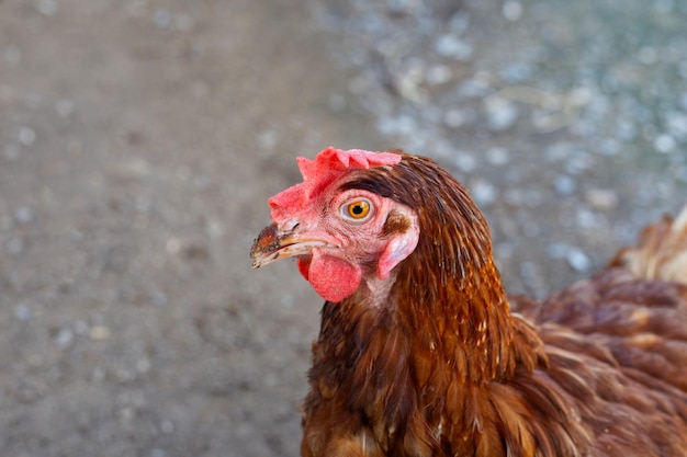 Hens in the chicken farm Organic poultry house