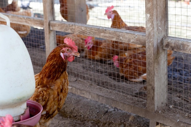 Hens in the chicken farm Organic poultry house