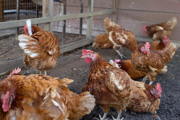 Galline nell'allevamento di polli pollame biologico