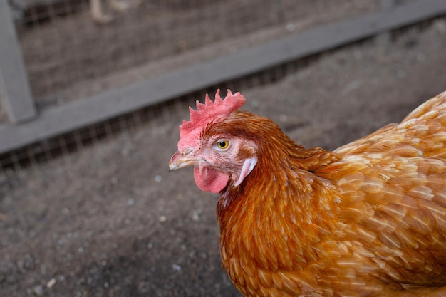 닭 농장의 암탉 유기농 가금류 집