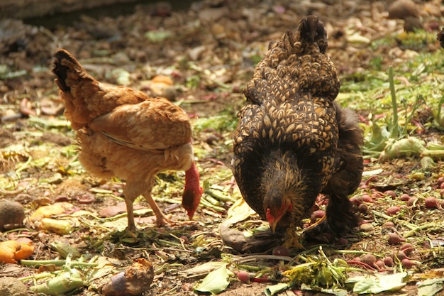 Hens chickens on a traditional agricole farm