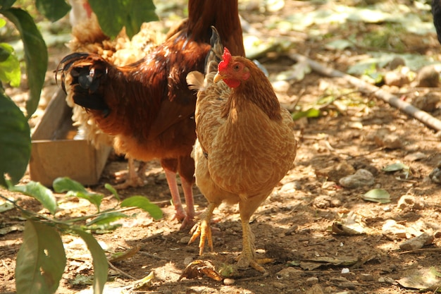 Hens chickens on a traditional agricole farm