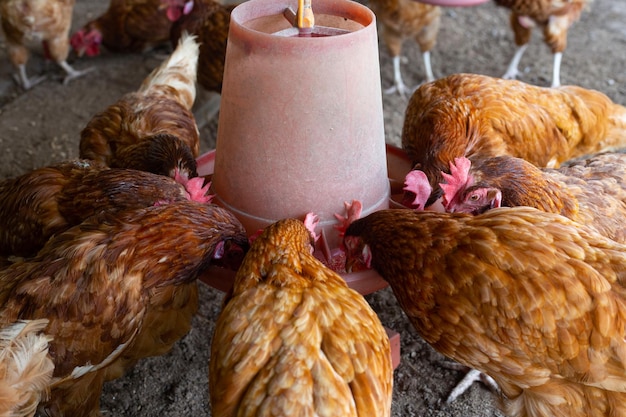 Hens eating food on chicken farm Organic poultry house