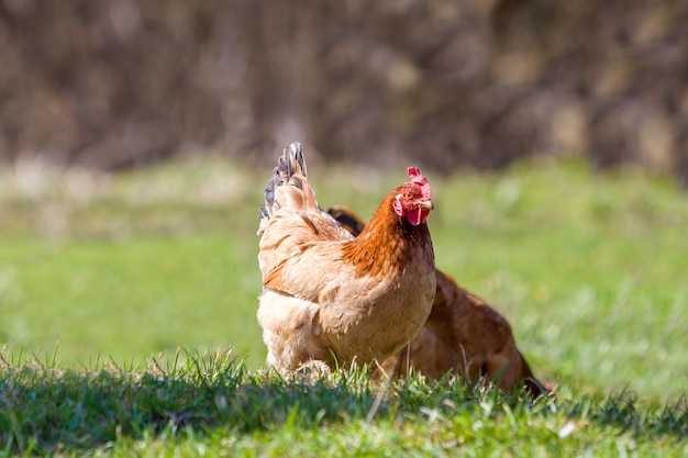新鮮な草と緑の牧草地で屋外給餌鶏