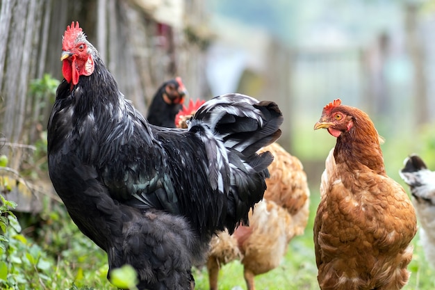 伝統的な田舎の納屋を食べている鶏。納屋の庭で鶏肉のクローズアップ。放し飼いの養鶏のコンセプト。