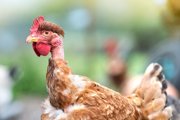 Galline che si nutrono di aia rurale tradizionale. primo piano di pollo sul cortile del fienile.