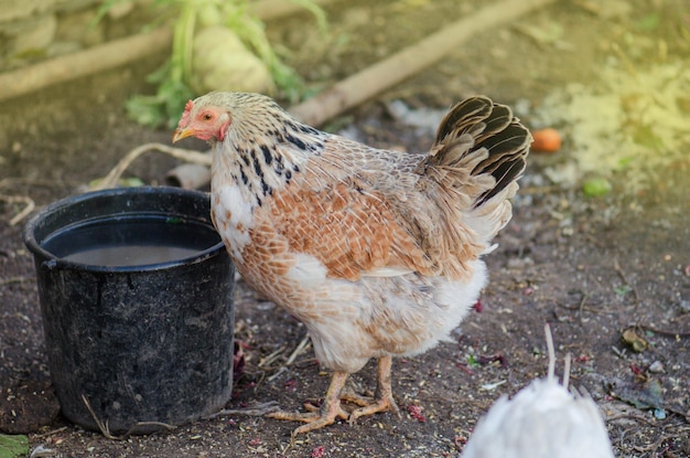 鶏舎でとうもろこしを食べている鶏鶏小屋の鶏のグループとの農場事業鶏舎の鶏が餌を食べている