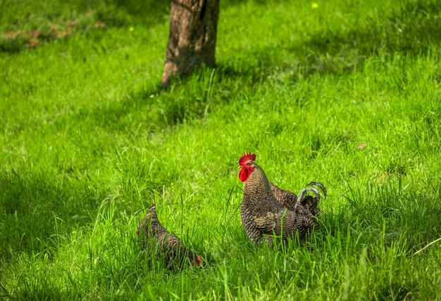 Photo hens on grass field