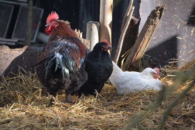 野原で干し草を飼う
