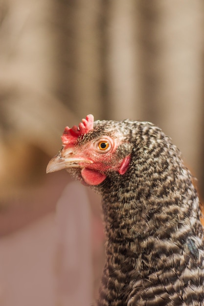 Hens in hen house Chicken Amrock in hen house close up Chickens in farm