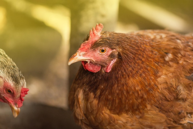 鶏舎の鶏鶏舎の鶏肉をクローズアップ農場の鶏肉