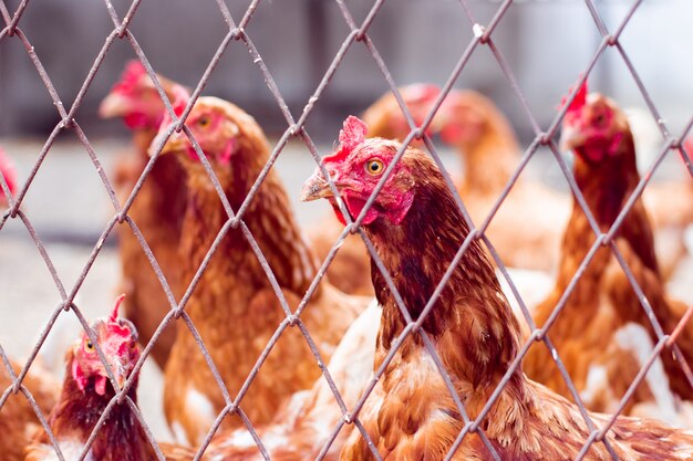 Hens in hen house. Hens in bio farm. Chicken in hen house. Chickens in farm at sunny day