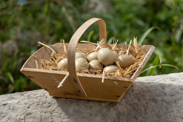 外のバスケットに鶏のカーキ色の卵