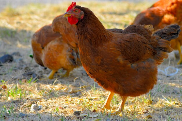 Photo hens perching on grassy field