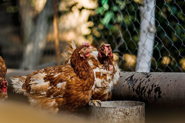 Foto galline che posano nell'erba fresca tempo di alimentazione dei polli polli marroni ruspanti al momento dell'alimentazione