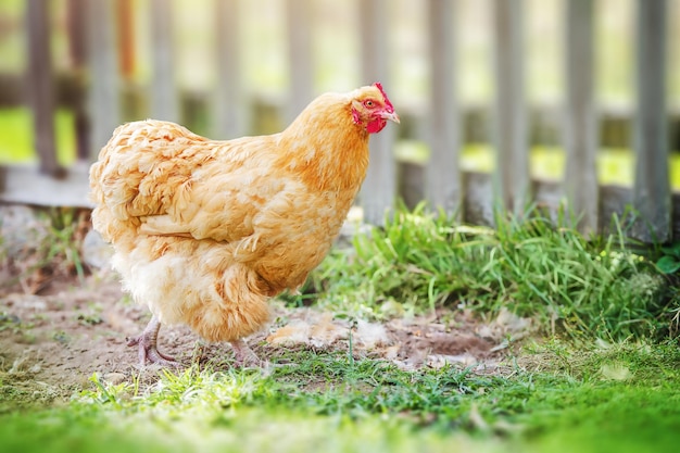 Hens on a traditional free range poultry organic farm grazing on the grass with copy space