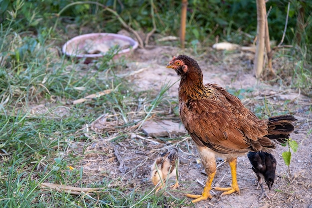 Hens on a traditional free range poultry organic farm grazing on the grass with copy space