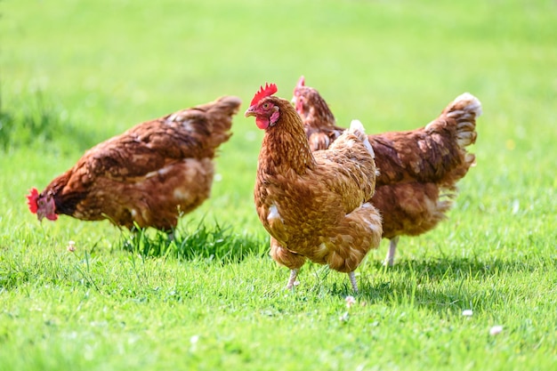 Hens on traditional free range poultry organic farm grazing on the grass