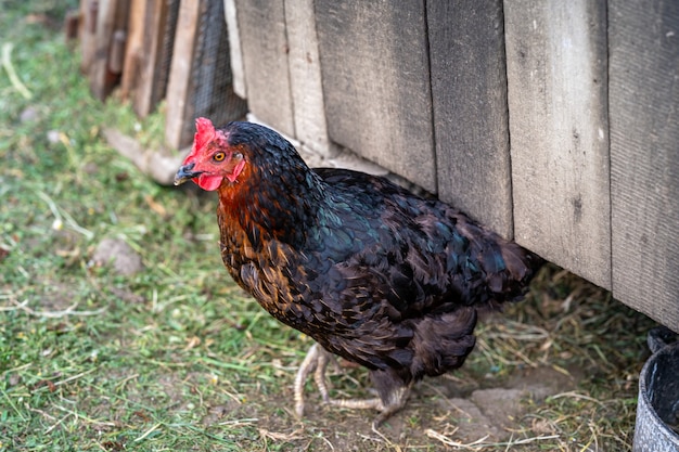 Hens in the yard next to the chicken coop