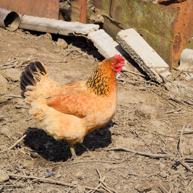 Hens in the yard of a hen house