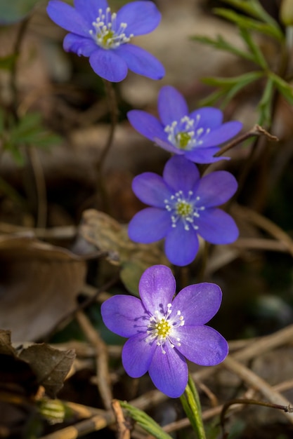 Hepatica Nobilis - blauwe lentebloemen op de bosbodem