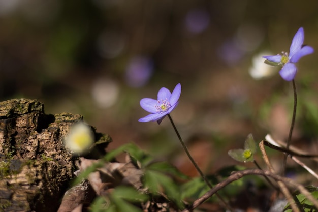 Hepatica of leverblad in het voorjaar close-up foto in het bos