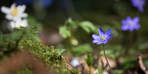 Hepatica of leverblad in het voorjaar close-up foto in het bos