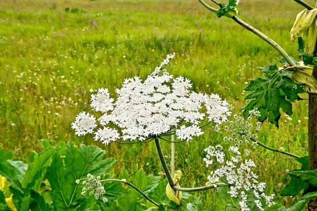 Heracleum blooming white flowers