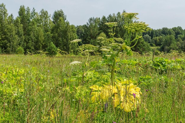 Heracleum Large herbaceous plant