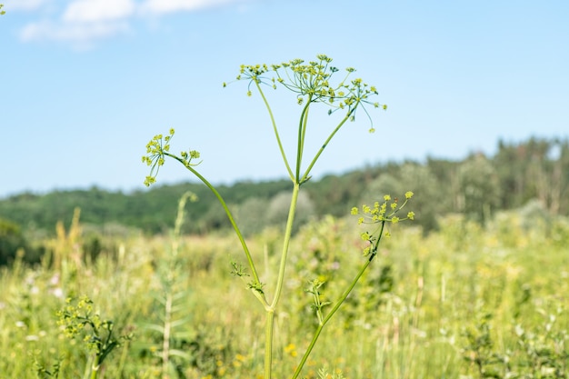 Heracleum sosnowskyi, Sosnowsky's berenklauw, gigantische hoofden van koe pastinaak zaden, een giftige plantenfamilie Apiaceae op een weide tegen gras