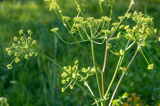 Heracleum sosnowskyi Sosnowskys berenklauw gigantische hoofden van koe pastinaak zaden een giftige plantenfamilie Apiaceae op een weide tegen gras met Graphosoma lineatum