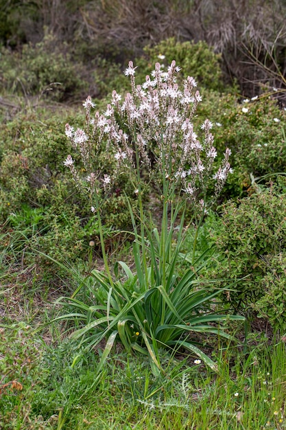 The herald of spring ; Asphodelus aestivus