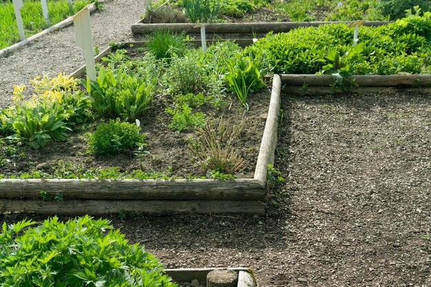 herb garden detail