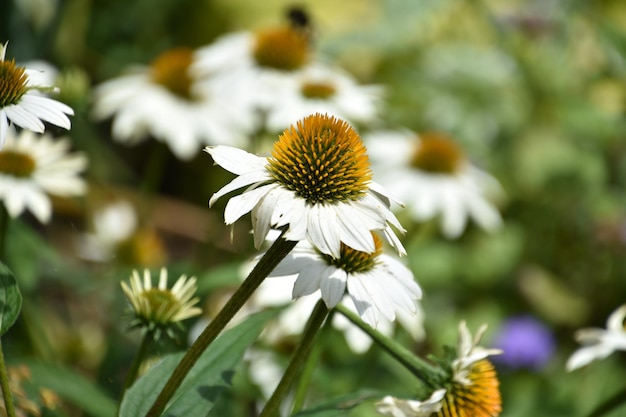 Herb Garden with Flowering White Coneflower Blossoms