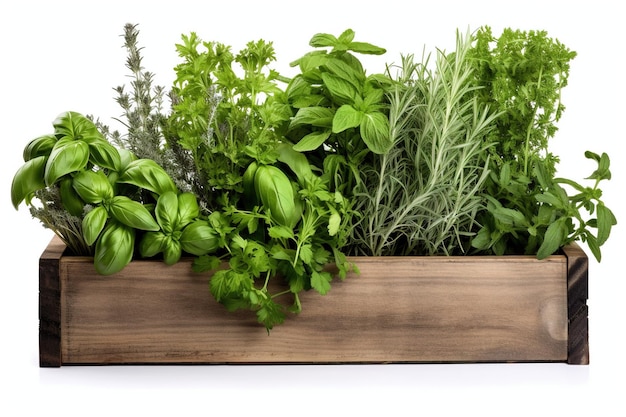 Herb leaf sprigs of rosemary basil oregano golden marjoram mint varieties in an old rustic