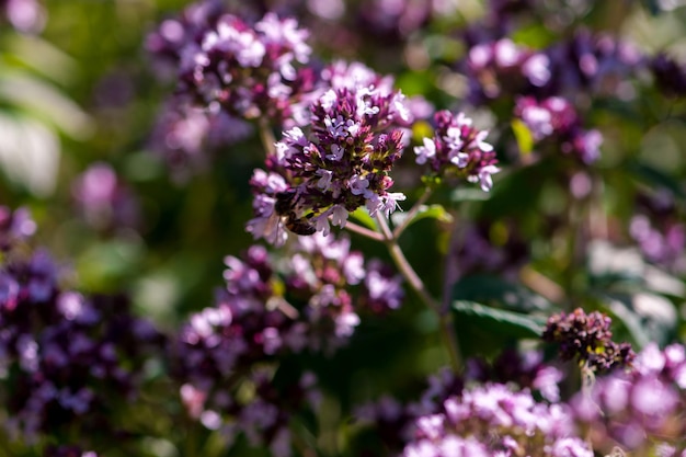 Herb Origanum vulgare herbal medicine