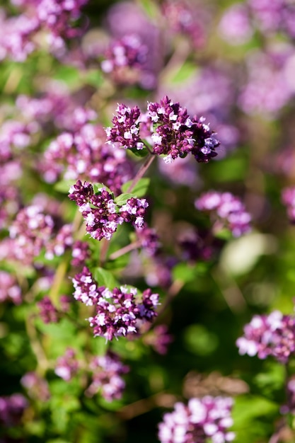 Herb Origanum vulgare kruidengeneeskunde