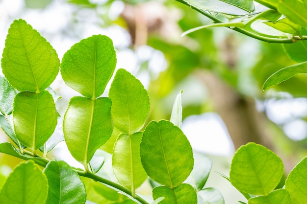 ハーブの植物、ベルガモット、カッピールライムは木の葉に残っています。