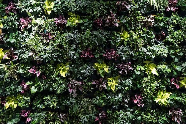 写真 ハーブの壁、植物の壁、自然の緑の壁紙と背景。自然の壁。