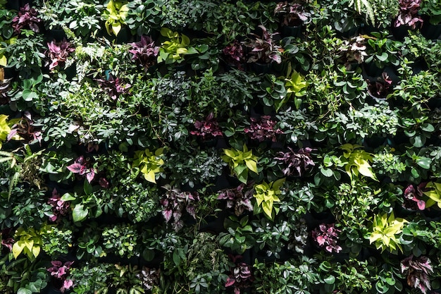 Herb wall, plant wall, natural green wallpaper and background. nature wall.