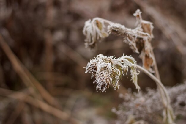 Herbaceous plant under the first frost