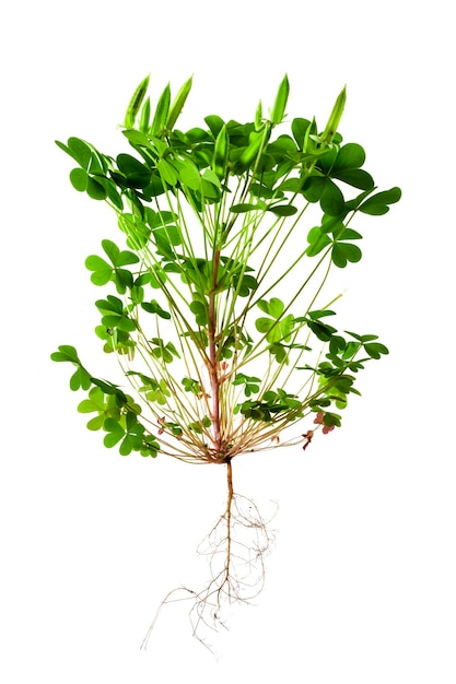 Herbaceous plant Oxalis corniculata on a white background