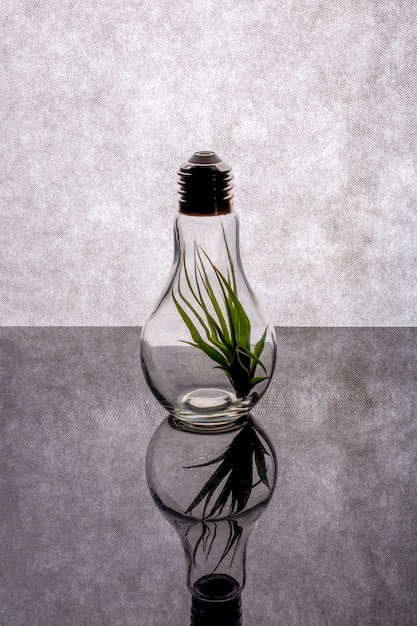 Herbaceous plant Tillandsia inside a glass vase in the form of a light bulb